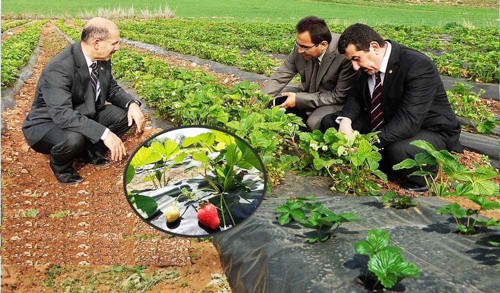 100-destekli-cilek-fidesi-talepleri-basladi-2950