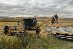 ÇAKÜ, 55 dekar alanda çeltik hasadı yaptı