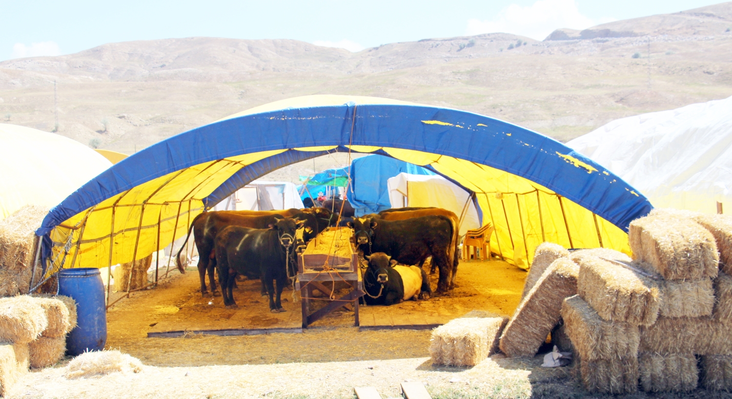 cankiri-da-hayvan-pazari-bayrama-hazir-6126