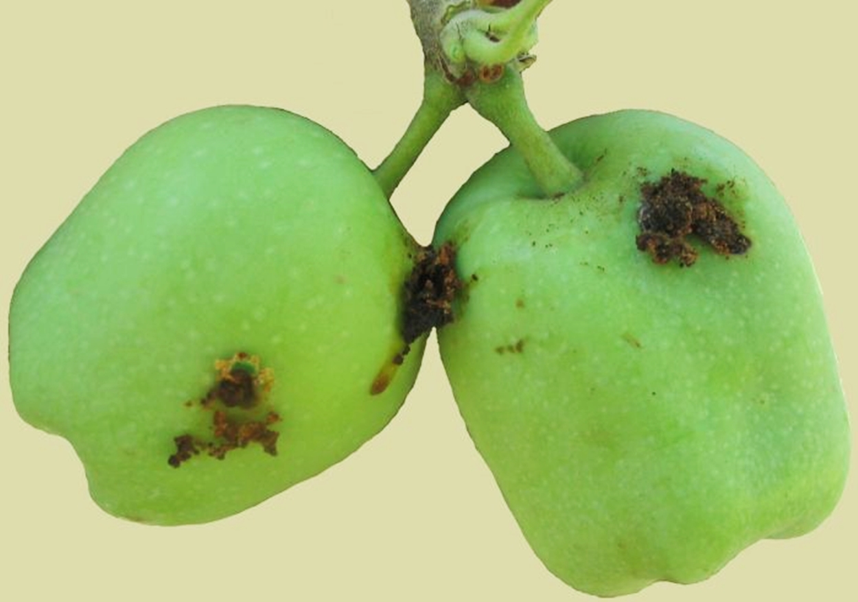 elma-ic-kurduna-karsi-ilac-zamani-2989