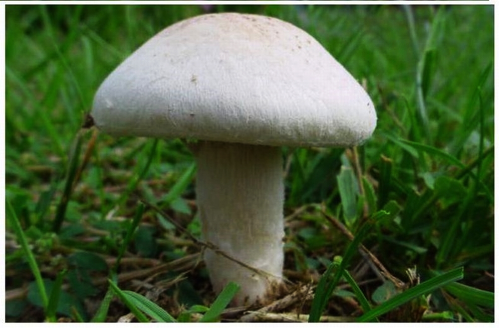 mantar-dan-3-kisi-zehirlendi-3142