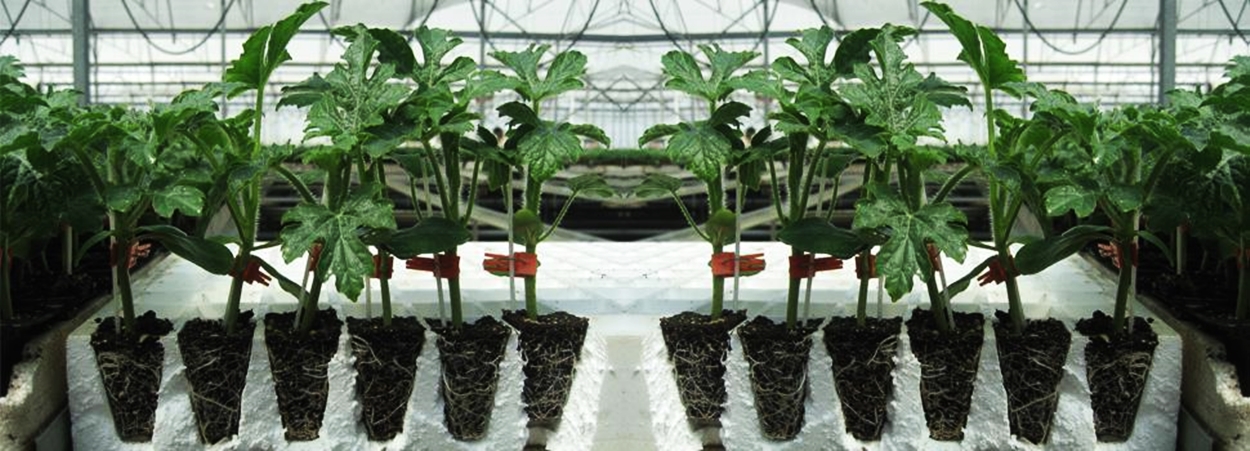 sebze-fidesi-talepleri-pazartesi-gunu-basliyor-9698