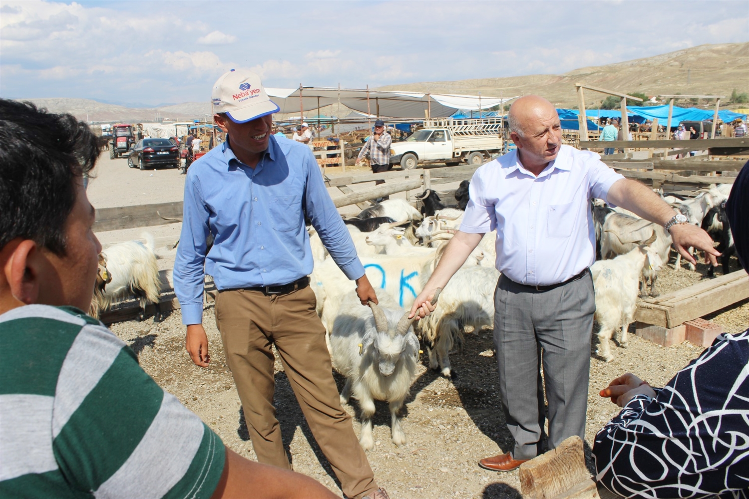 susam-kucukbas-kurbanliklarin-hem-fiyati-makul-hem-de-dogal-ve-saglikli-2954